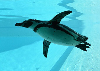 長崎ペンギン水族館